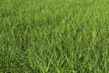 Beautiful grass field texture