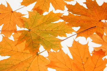 Naklejka na ściany i meble red autumn leafs as background
