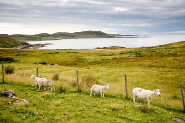 Fototapeta premium Landscape with sheep, Scotland