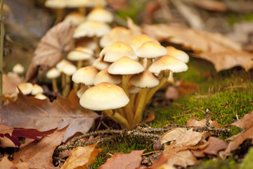 Close-up of forest mushrooms growing on moss