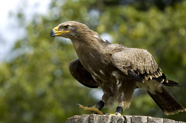 Steinadler