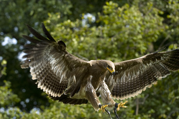 Steinadler