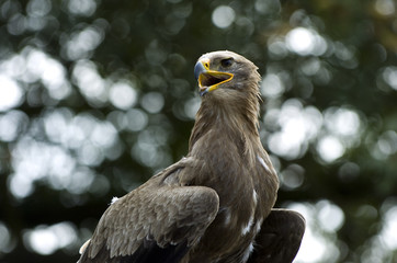 Steinadler