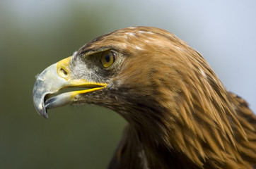 Steinadler