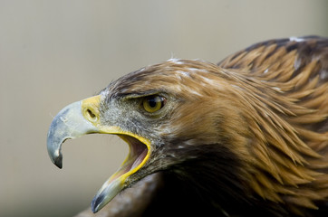 Steinadler