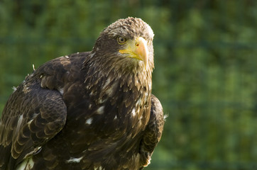 Steinadler
