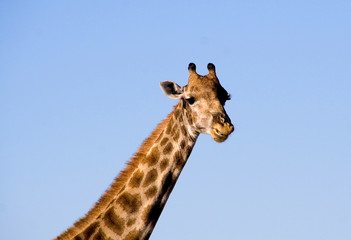 Giraffa close up