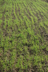 growing wheat field