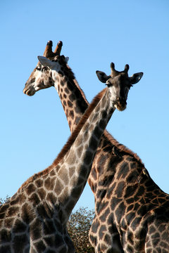 Giraffes crossing their neck