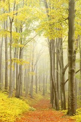 Beech trees in dense fog in the autumnal woods