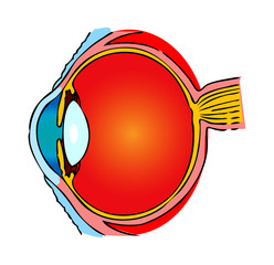 Eye Anatomy, human medical illustration, emblem, scheme - 17910102