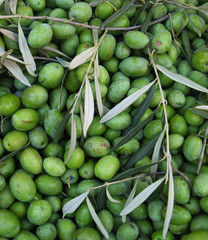 Olio