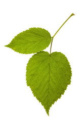raspberry leaf