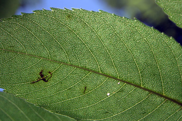 foglia verde -  controluce