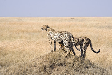 Geparde in der Serengeti (Tansania / Afrika)