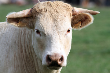 fais pas cette tête