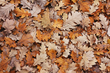 Oak's leafs