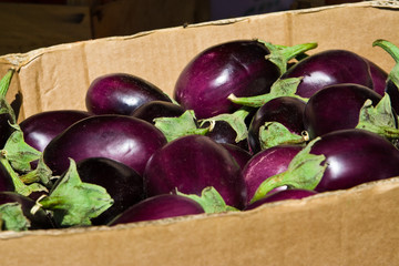 Aubergine, eggplant