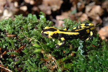 Feuersalamander1