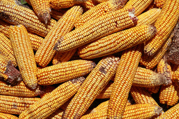 Fototapeta na wymiar Suszenie kolb kukurydzy
