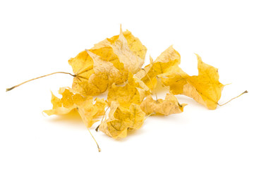 Naklejka premium Autumn leaves isolated on white background