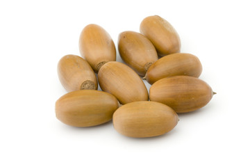 Obraz premium Autumn acorns isolated on white background