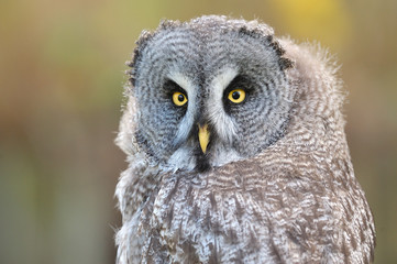 chouette lapone great grey owl