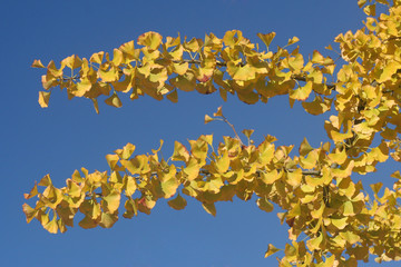 Ginkgo (Ginkgo biloba) im Herbstlaub