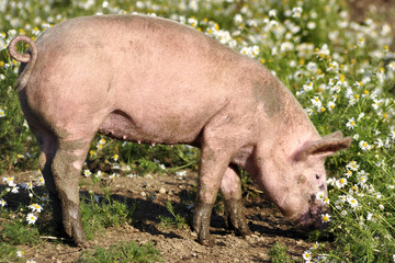 pig