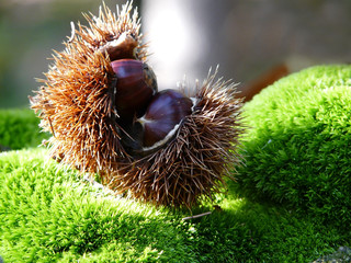 castagne