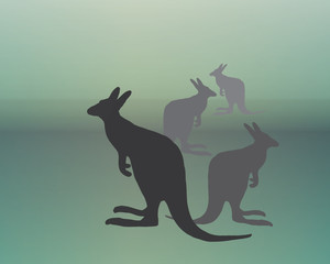 austalian kangaroo silhouette in the mist