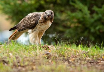 Red Tailed Hawk