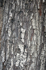rough thick tree skin surface texture close up