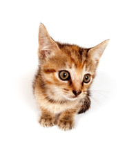Tabby kitten looking up