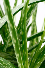 aloe vera close up