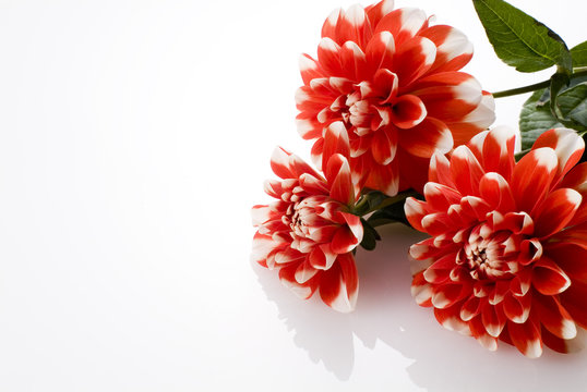 メキシコの国花 Images Browse 6 Stock Photos Vectors And Video Adobe Stock
