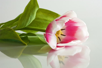 Fototapeta na wymiar Glass Tulip.
