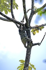 une maman mouton paresseux avec son bébé