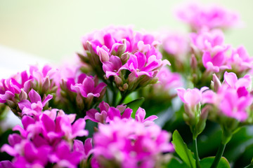Fototapeta premium calanchoe