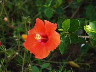 Naklejka premium Gardens of Thailand, flowers of island Phuket 14