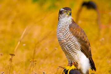 wild bird