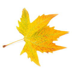 Orange fall maple leaf isolated on white.