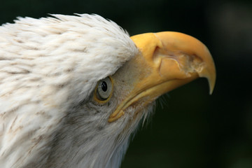 Bald Eagle, Alaska, USA