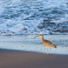 Eurasian Curlew bird walking in the surf of the ocean
