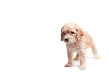 small puppie over a white background