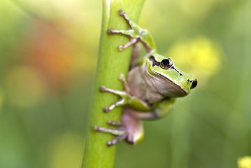 Green frog