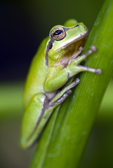 Green frog