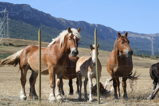 Caballos, yeguas y potros en un cercado.