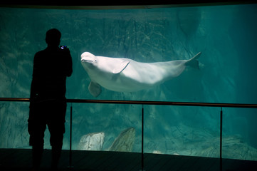 Beluga in aquarium © Luna Vandoorne