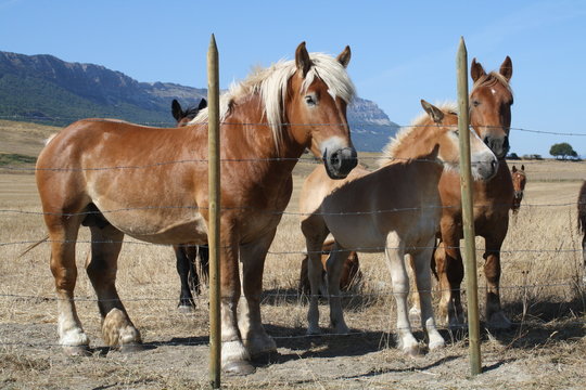 Caballos, yeguas y potros en un cercado,